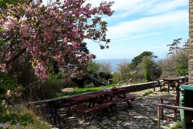 Blossoms, terrace with picnic tables, sea view
