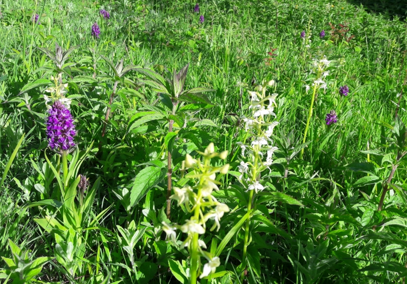 Two types of orchid growing wild at Othona, one purple, one cream in colour