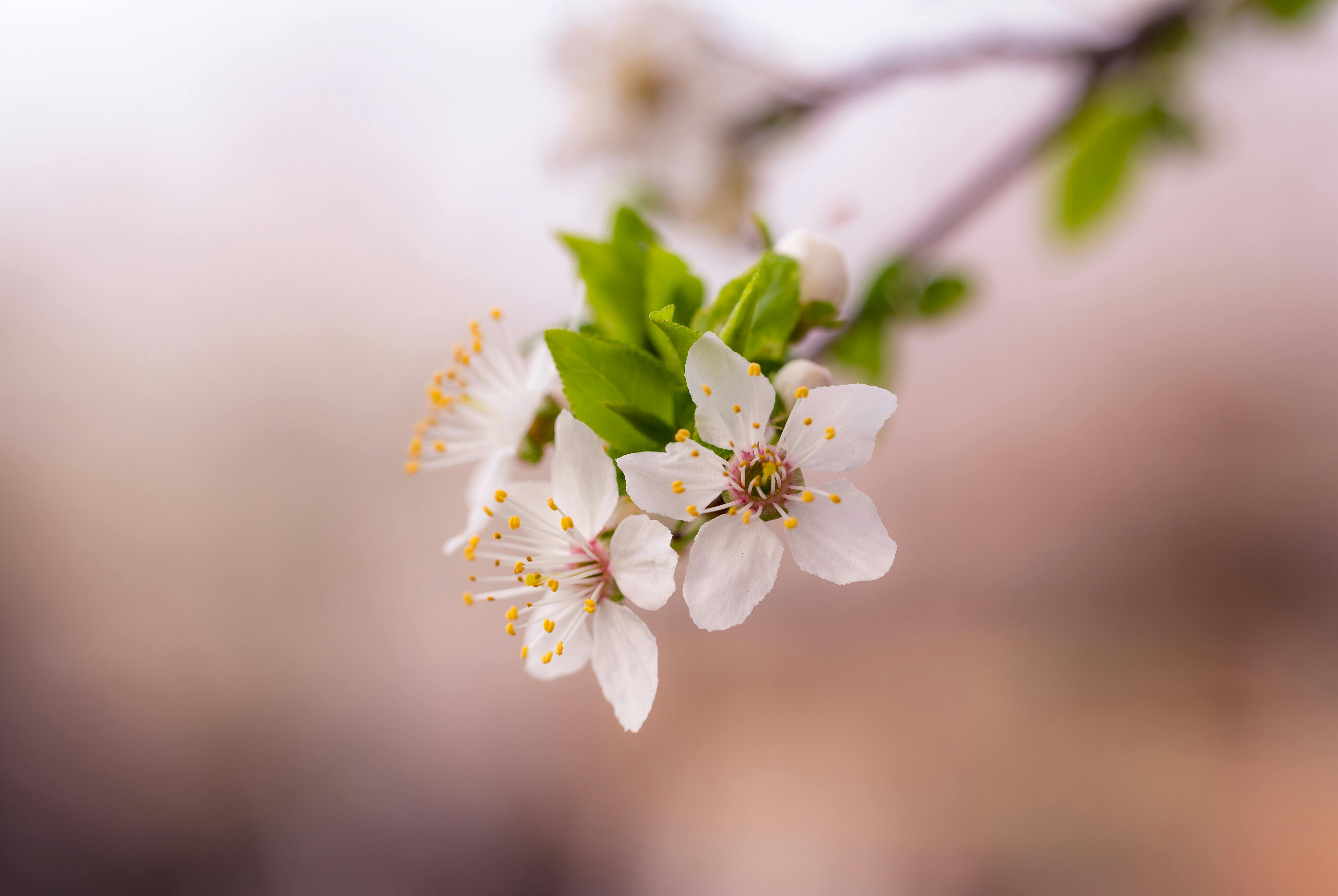 Close up of apple blossom
