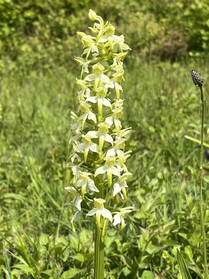 A greater butterfly orchid in full flower