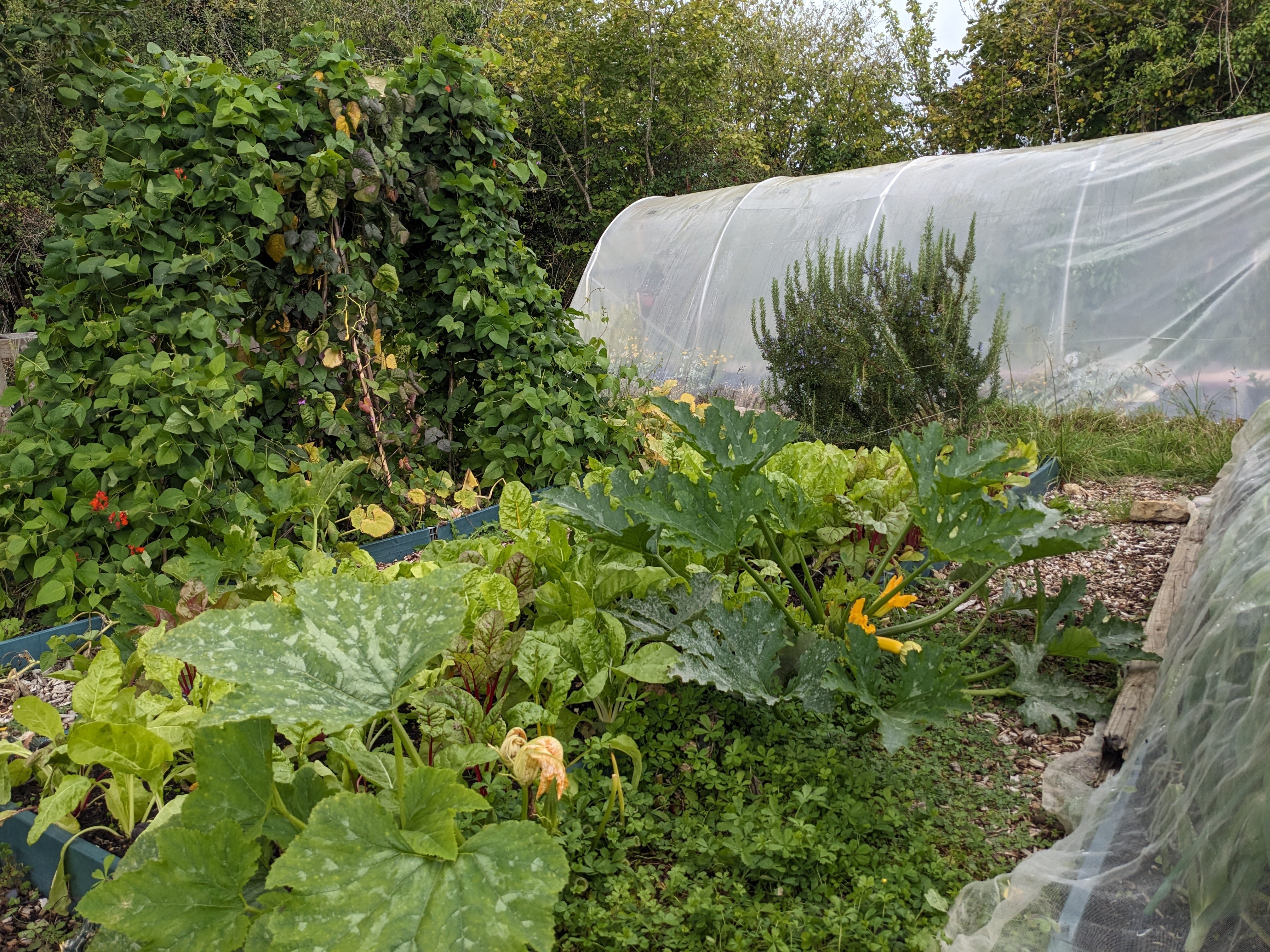 A view of raised beds and bean rows in the Othona veg garden